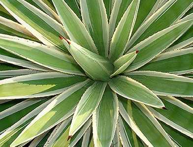 Slow-growing plants offering a dramatic appearance making them suitable for a range of landscape opt