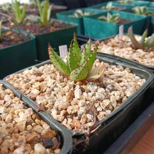 Aloe broomii (Snake Aloe) is a common and attractive aloe. It is a robust, short-stemmed, evergreen 