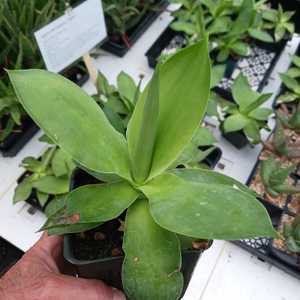 A rarity amongst agaves a due to a lack of spines. This defenseless agave works well in shady and hi