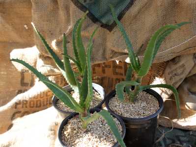 Aloe africana is a handsome aloe native to the Eastern Cape of South Africa which adapts to a wide r