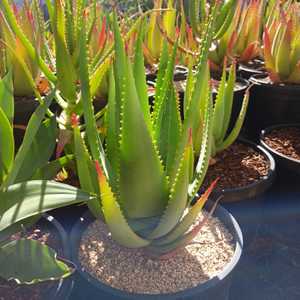 This Aloe arborescens and Aloe ferox hybrid stands out because of its rich tangerine-orange buds tha