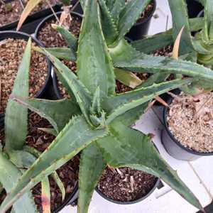 Aloe pretoriensis is a medium-sized, rosette-forming, single stem, blue-green aloe from South Africa