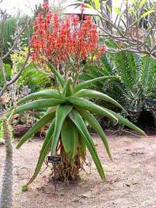 Aloe vaombe, the 'Malagasy Tree Aloe' is one of the most beautiful large tree aloes, making a stunni