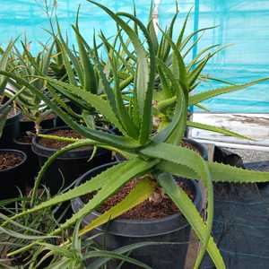 Aloe camperi, commonly known as Popcorn Aloe is one of the few that has verdant green leaves. This u