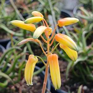 A clustering succulent native to southeastern Madagascar. It forms dense clumps of slender, fleshy l