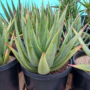 This Aloe arborescens and Aloe ferox hybrid stands out because of its rich tangerine-orange buds tha