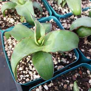 Agave chazaroi is a striking, solitary agave species native to the Tequila region of Jalisco, Mexico