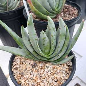 Aloe petricola is solitary, stemless, growing to 2 feet high (60 cm) and up to 3 feet (90 cm) wide w