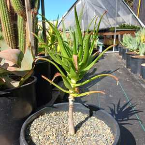 Aloe pluridens, also known as the French Aloe, is a very attractive, slender tree aloe which bears g