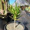 Aloe pluridens, also known as the French Aloe, is a very attractive, slender tree aloe which bears g