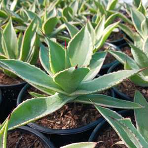 Agave celsii 'Multicolor' makes a nice addition to any garden landscape. This medium-sized agave boa