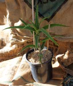 Aloe kedongensis is a medium-large sized, Kenyan aloe with bright green, narrow, toothy, somewhat re