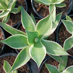 Agave celsii 'Multicolor' makes a nice addition to any garden landscape. This medium-sized agave boa