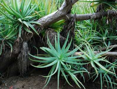 A beautiful, medium size, shrubby aloe with bi-color blooms and a trailing stem up to 1 meter long w