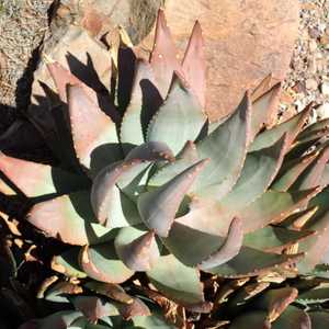 Aloe comptonii is one of the larger creeping aloe species from S. Africa. This species is a moderate