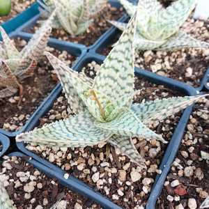 A hybrid Aloe created by Kelly Griffin, using the genetics of Aloe deltoideodonta. Its compact roset