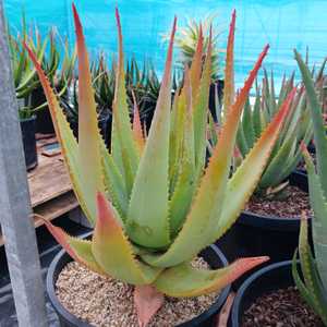 This Aloe arborescens and Aloe ferox hybrid stands out because of its rich tangerine-orange buds tha