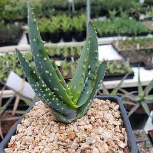 Aloe microstigma is a South African species with speckled leaves and wonderful flower colors. One of