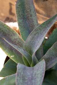 A gorgeous, fast-growing, rosette-forming plant up to 6 feet wide that flushes deep magenta in respo