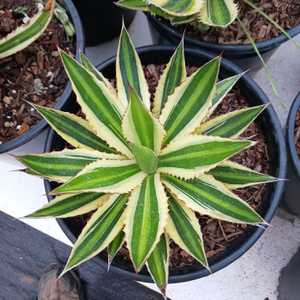 Agave lophantha 'Quadricolor' makes a dazzling specimen either in a container or in the ground. This