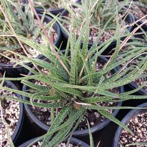 A small, stemless succulent native to Madagascar known for its clumping growth habit, dark green lea