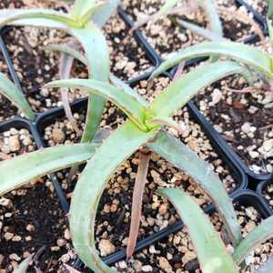 A solitary, non-branching tree aloe native to Madagascar. Its distinctive feature lies in its long, 