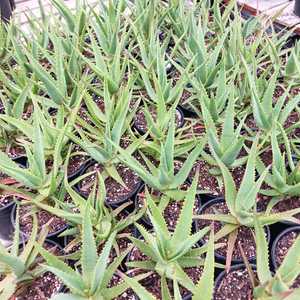 A mid-sized clustering aloe, features upwardly inclined gray-green leaves reaching around 3 feet in 