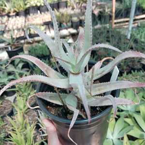 Aloe acutissima is an attractive aloe from Madagascar with interesting foliage colors and winter flo