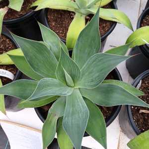 Agave 'Blue Flame' are visually impressive with their distinctive blue-green leaves that gracefully 