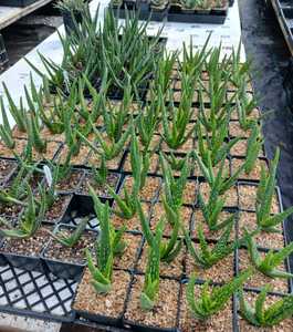 Aloe camperi 'Cornuta'is the spotted version of the standard form. This unusual African Aloe forms r