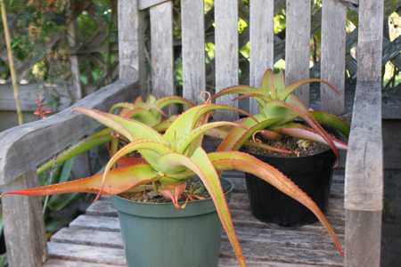 Commonly grown, Aloe vanbalenii is one of the most beautiful and distinctive aloes, with its long, t