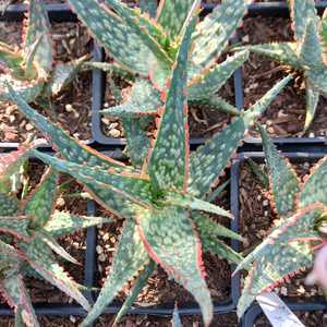 Small-sized Aloe hybrid with cherry red flowers. Perfect for use in patio pots where it's intricate 