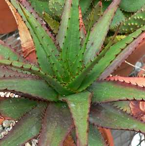 Aloe broomii (Snake Aloe) is a common and attractive aloe. It is a robust, short-stemmed, evergreen 