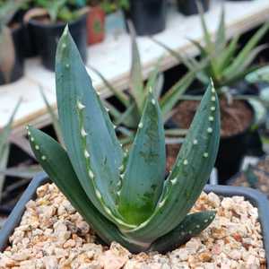 Aloe comptonii is one of the larger creeping aloe species from S. Africa. This species is a moderate