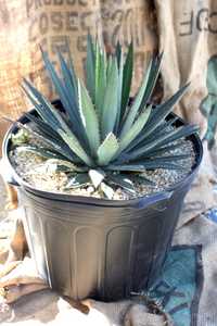 The variegated form of Agave Funkiana - 'Fatal Attraction' features narrow dark green leaves with a 