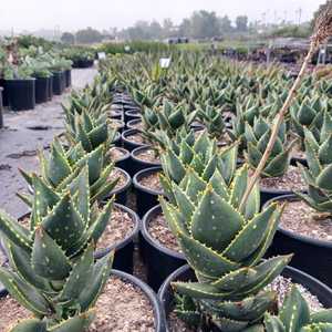 A sprawling aloe indigenous to South Africa's west coast. Growing in dense clusters, its stems can r