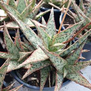 A decorative dwarf aloe hybrid that grows up to 1 foot tall and 8-12 inches wide. With its textured,