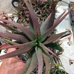 A hybrid succulent originating from a cross between Aloe and Gasteria species. This evergreen plant 