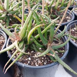 A clustering succulent native to southeastern Madagascar. It forms dense clumps of slender, fleshy l