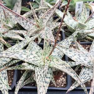 Aloe with pale green rosettes adorned with creamy white stippling and fringed edges. In the summer t