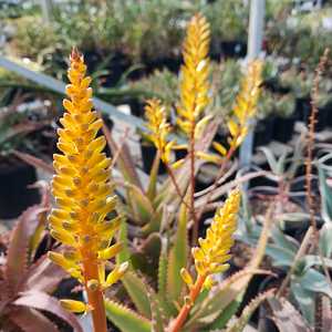 From Uganda, this Aloe has clumping, upright clusters of elongated succulent stems that elongate to 