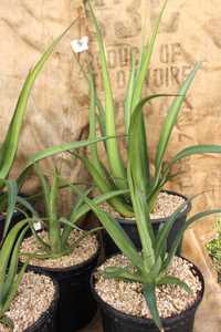 The Agave bracteosa var. Mateo is upright growing to about 2 feet tall and wide with solitary rosett