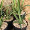 The Agave bracteosa var. Mateo is upright growing to about 2 feet tall and wide with solitary rosett