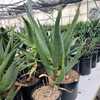 Aloe pretoriensis is a medium-sized, rosette-forming, single stem, blue-green aloe from South Africa