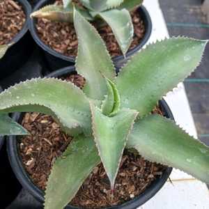 Grows 2 to 3 feet, forms a single open rosette of wavy gray colored leaves.