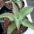 Agave gypsophila 'Curly'