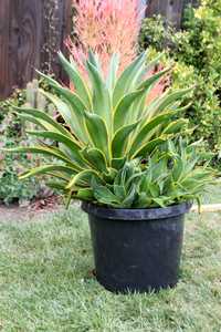 Bright golden yellow edges on arching, fleshy leaves creates an elegant urn-like form that is a sens