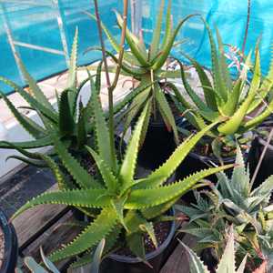 Aloe cameronii (Red Aloe) is a medium-sized suckering aloe with many upright stems of open rosettes 