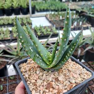 Aloe microstigma is a South African species with speckled leaves and wonderful flower colors. One of