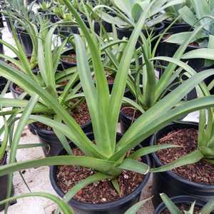 The Agave bracteosa var. Mateo is upright growing to about 2 feet tall and wide with solitary rosett